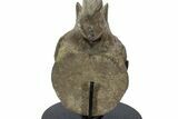 Hadrosaur (Edmontosaurus) Caudal Vertebra w/ Stand - Wyoming #227738-10